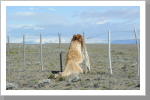 So langweillig, da hängen die Guanakos tot überm Zaun, Calafate