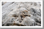 Seelöwen, Ushuaia Seelöwen, Ushuaia
