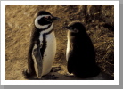 Magellan Pinguine, Pen. Valdez Magellan Pinguine, Pen. Valdez