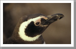 Magellan Pinguin, Pen. Valdez Magellan Pinguin, Pen. Valdez