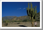 Cardon, Salta Cardon, Salta