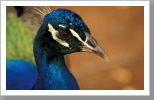 Pfau, Katherine Pfau, Katherine