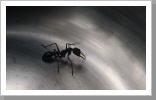 Bullhead Ant, Südaustralien Bullhead Ant, Südaustralien