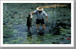 Barramundi, Darwin Barramundi, Darwin