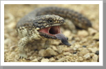 Blue Tongue, Südaustralien Blue Tongue, Südaustralien