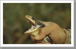 Cobra, Madidi Nationalpark