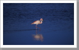 Flamingo, Eduardo Alvarez Nationalpark Flamingo, Eduardo Alvarez Nationalpark