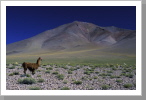 Lama in den Anden Lama in den Anden