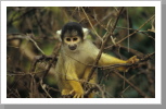 Totenkopfäffchen, Madidi Nationalpark