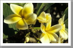 Frangipani, Joinville Frangipani, Joinville