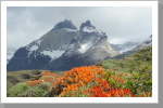 Blütenpracht vor den Cuernos del Paine Blütenpracht vor den Cuernos del Paine