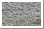 Puma im Torres del Paine N.P. Puma im Torres del Paine N.P.