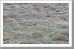 Puma im Torres del Paine N.P.