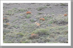 Puma im Torres del Paine N.P.