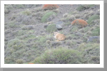Gut versteckter Puma im Torres del Paine N.P. Gut versteckter Puma im Torres del Paine N.P.