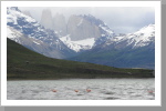 Flamingos im Torres del Paine N.P. Flamingos im Torres del Paine N.P.