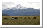 Wildpferde im Torres del Paine N.P.