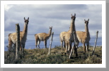 Guanakos, Patagonien Guanakos, Patagonien