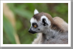 Lemur im Duisburger Zoo Lemur im Duisburger Zoo