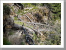 Windbruch auf den Trails Windbruch auf den Trails