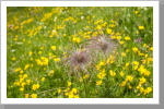 Blumen in luftiger Höhe Blumen in luftiger Höhe