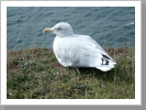 Möwe mit Ausblick