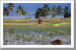 Lake Maninjau, Sumatra