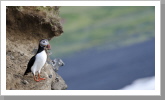 Papageientaucher Papageientaucher
