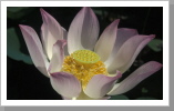 Lotusblüte, Angkor Wat Lotusblüte, Angkor Wat