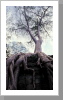 Baum, Angkor Wat Baum, Angkor Wat
