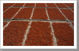 Getrocknete Chilis, on the road Getrocknete Chilis, on the road