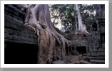 Ta Prohm Tempel, Angkor Wat Ta Prohm Tempel, Angkor Wat