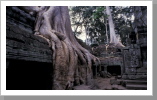 Ta Prohm Tempel, Angkor Wat