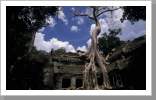 Ta Prohm Tempel, Angkor Wat Ta Prohm Tempel, Angkor Wat