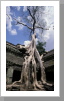 Ta Prohm Tempel, Angkor Wat Ta Prohm Tempel, Angkor Wat