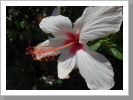 Hibiscusblüte Hibiscusblüte