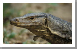 Komodo Waran, Perhentian Islands