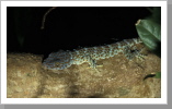 Gecko, Perhentian Islands Gecko, Perhentian Islands