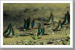 Schmetterlinge, Taman Negara Nationalpark