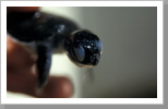Babyschildkröte, Tioman Islands Babyschildkröte, Tioman Islands