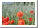 Klatschmohn am Wegesrand Klatschmohn am Wegesrand