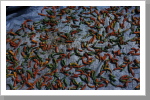 Chillis, on the road Chillis, on the road
