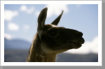 Lama, Queenstwon Lama, Queenstwon