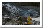 Fox Glacier