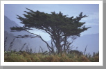 Baum, Ninety Mile Beach Baum, Ninety Mile Beach