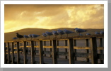Sonnenuntergang, Bay of Islands Sonnenuntergang, Bay of Islands
