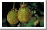 Kiwis Kiwis