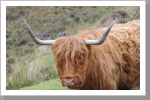Hochland Rind Hochland Rind