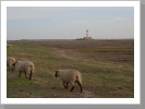 Schafe bewachen den Leuchtturm