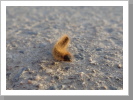 Raupe unterwegs Raupe unterwegs